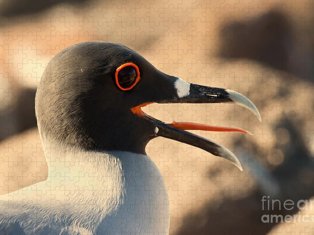 Animal Jigsaw Puzzle featuring the photograph Swallow-tailed Gull by Jean-Luc Baron