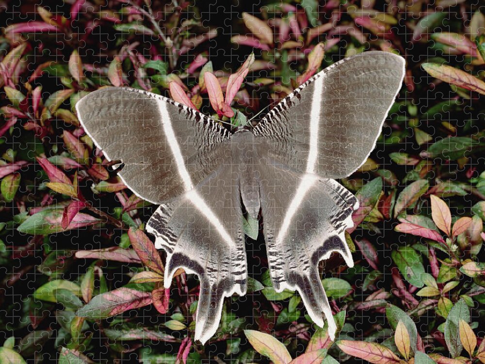 Mp Jigsaw Puzzle featuring the photograph Swallowtail Moth Lyssa Menoetius by Konrad Wothe