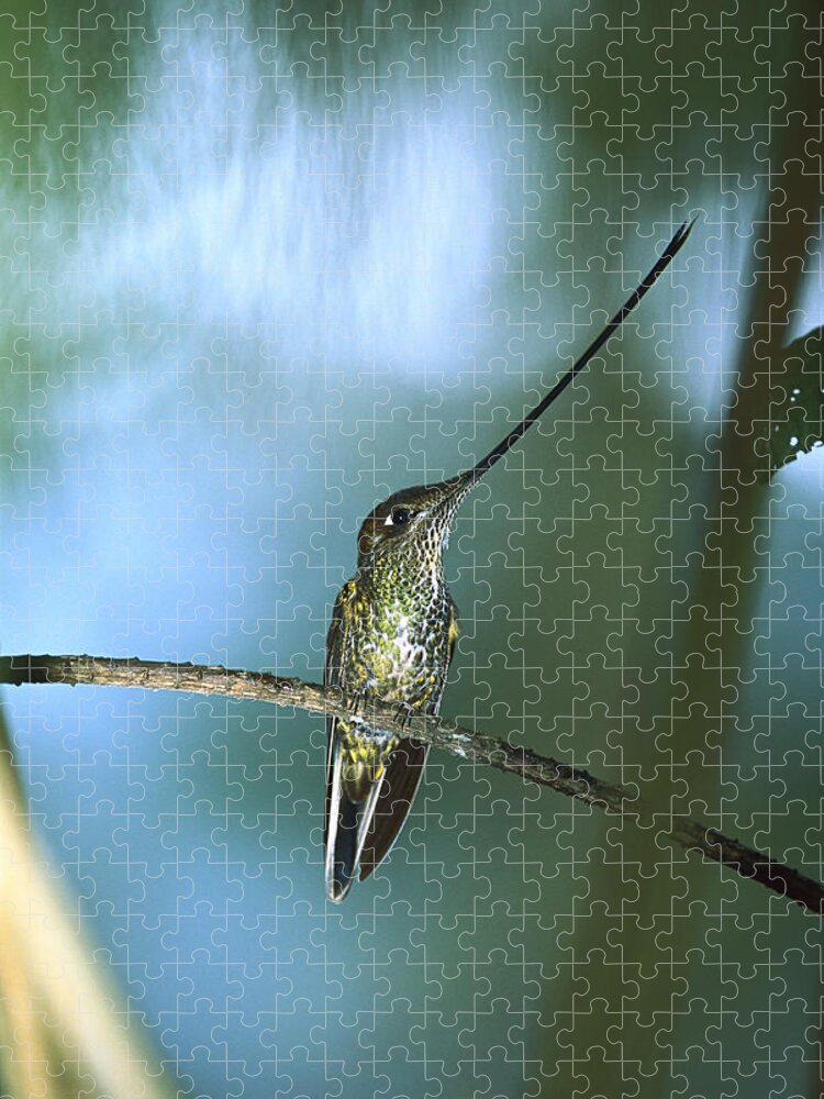 Mp Jigsaw Puzzle featuring the photograph Sword-billed Hummingbird Ensifera by Tui De Roy