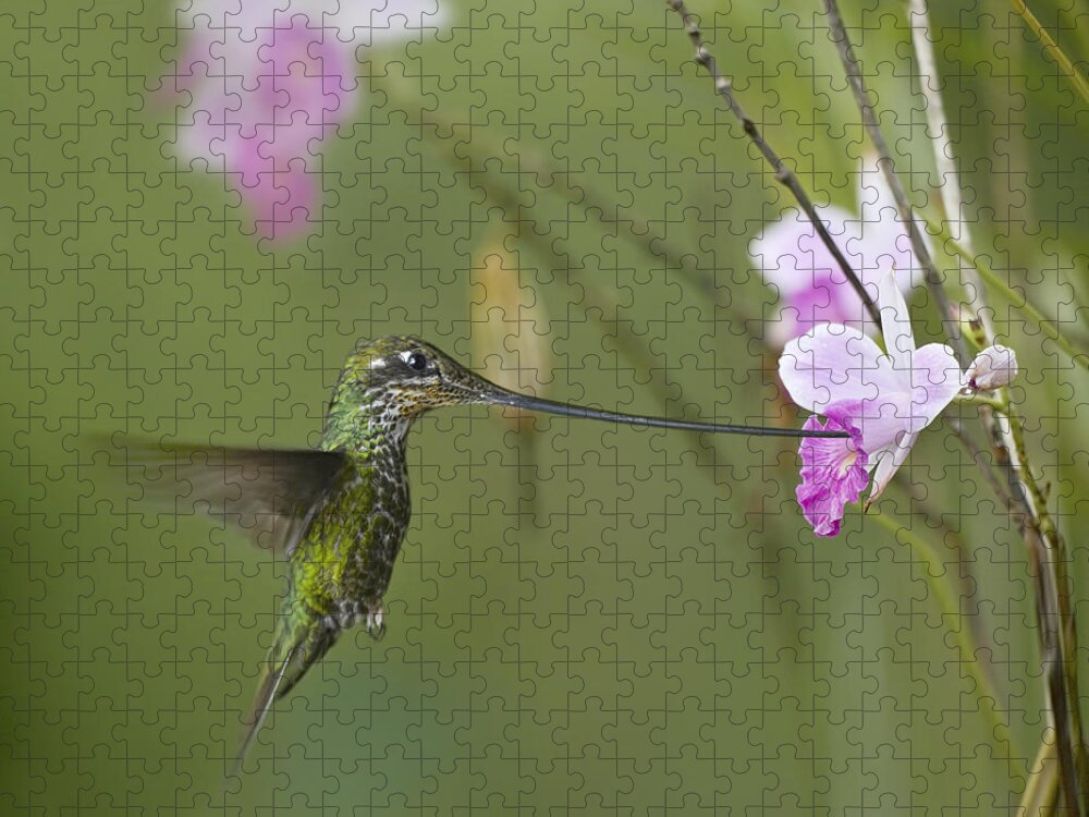 00486960 Jigsaw Puzzle featuring the photograph Sword Billed Hummingbird Feeding by Tim Fitzharris