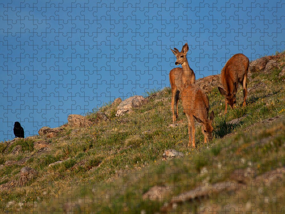 Mule Deer Photograph Jigsaw Puzzle featuring the photograph The Raven and the Deer by Jim Garrison
