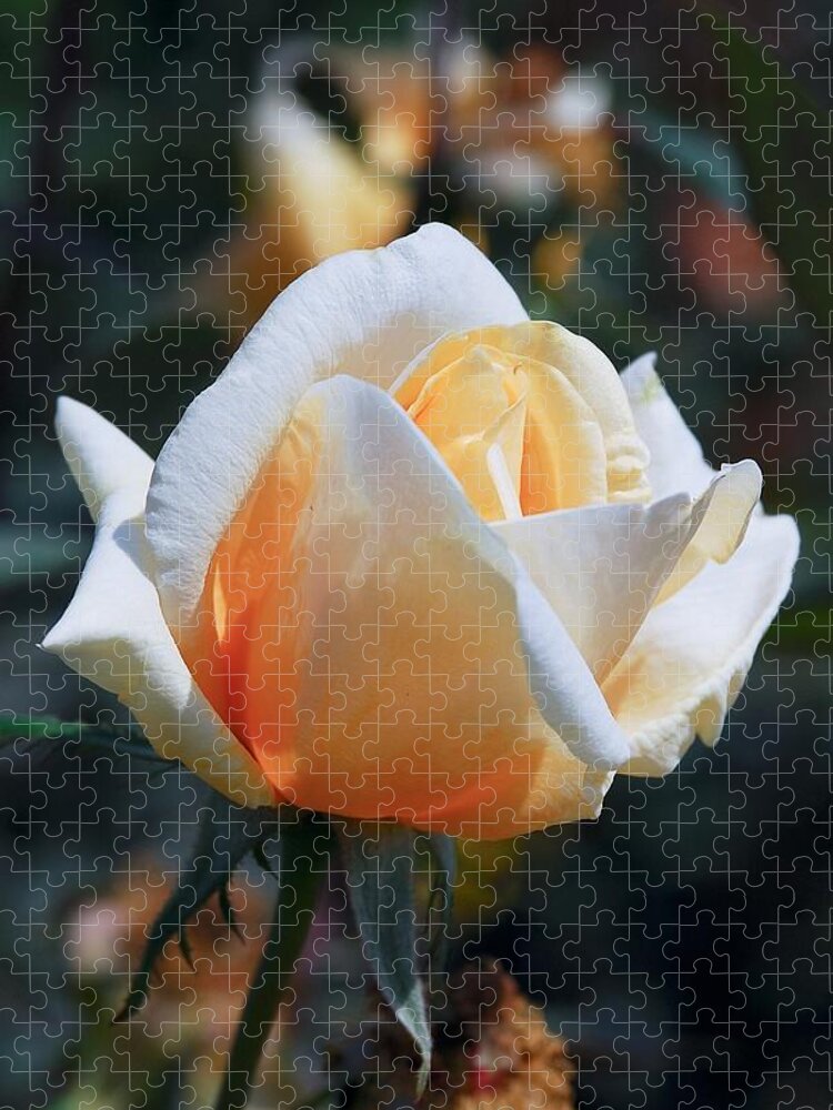 Rose Jigsaw Puzzle featuring the photograph The Rose by Fotosas Photography