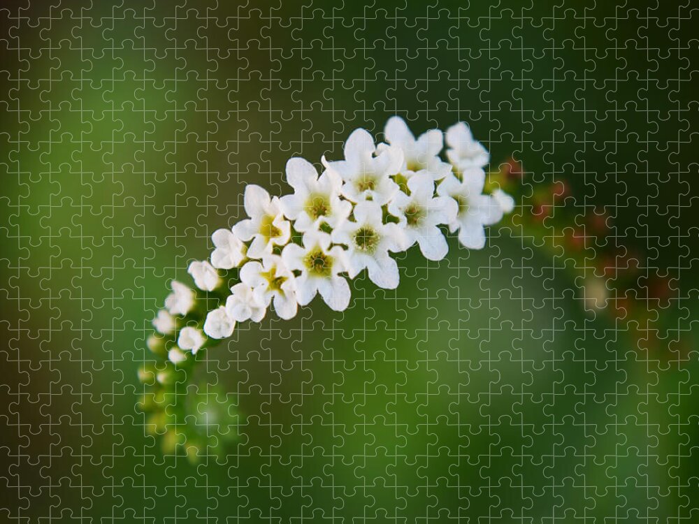 Flower Jigsaw Puzzle featuring the photograph The Simple Truth by Melanie Moraga