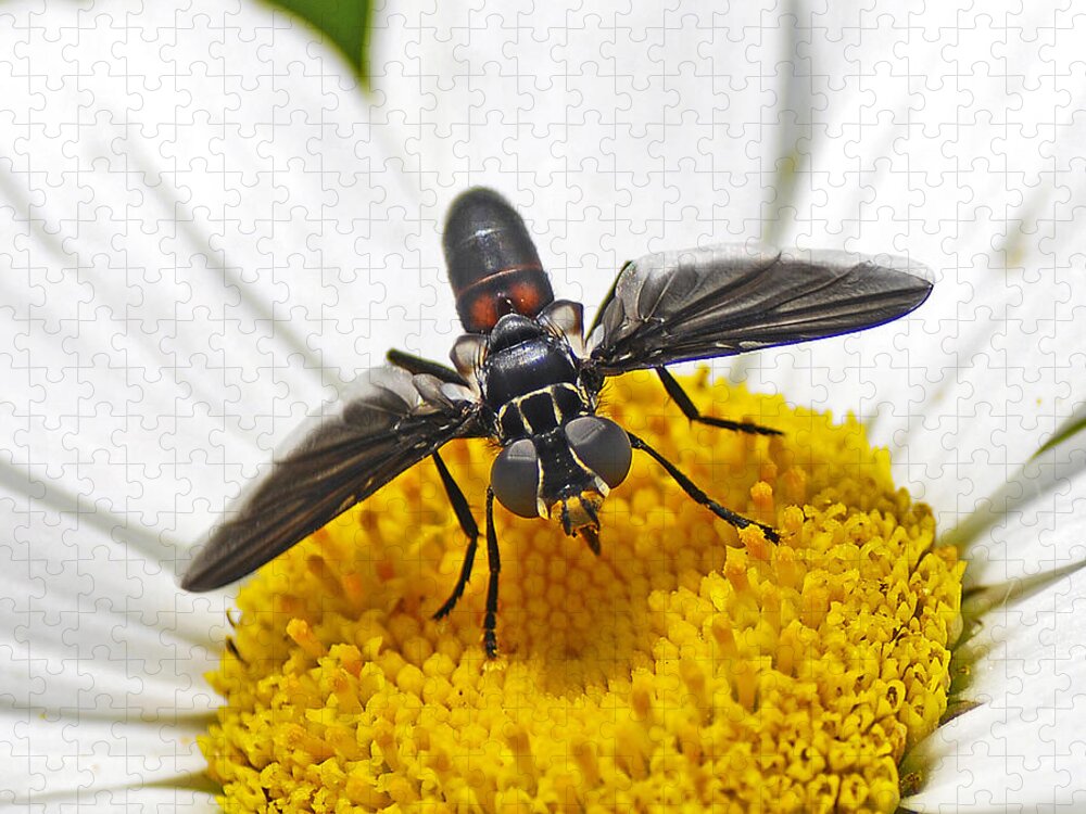  Fly Jigsaw Puzzle featuring the photograph This Is My Flower by Rodney Campbell