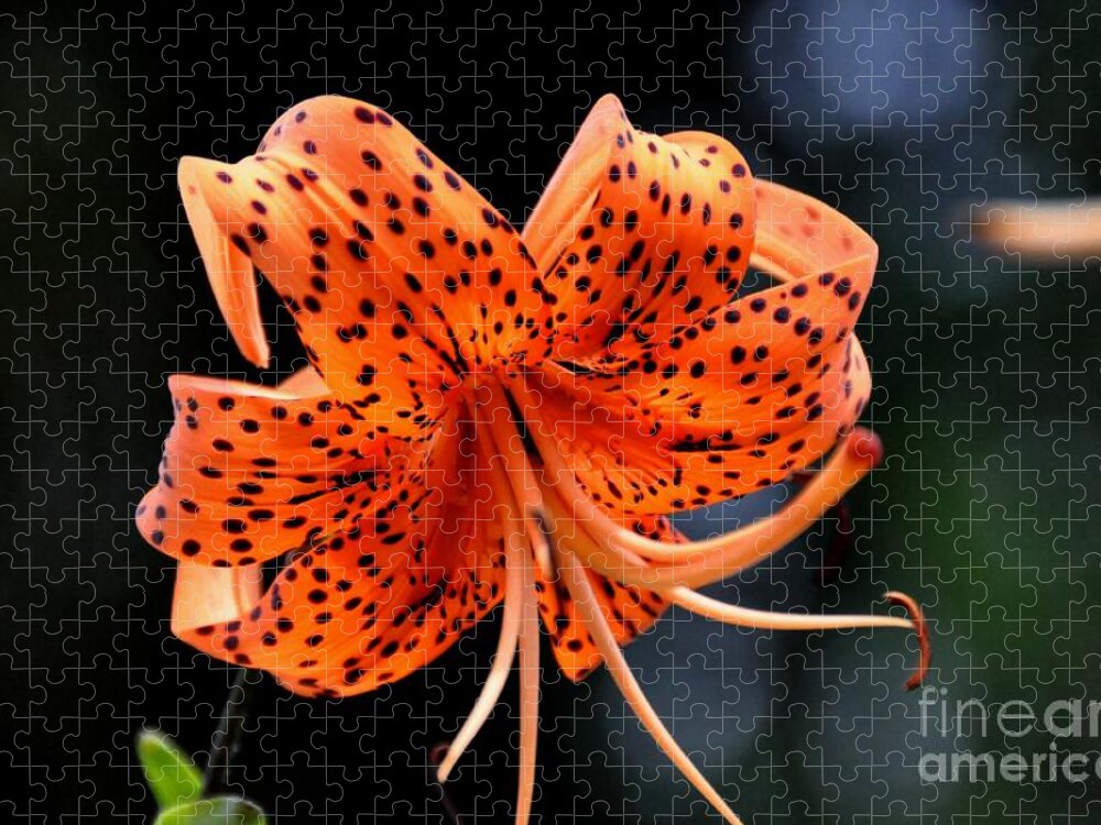 Flower Jigsaw Puzzle featuring the photograph Tiger Lily by John Black