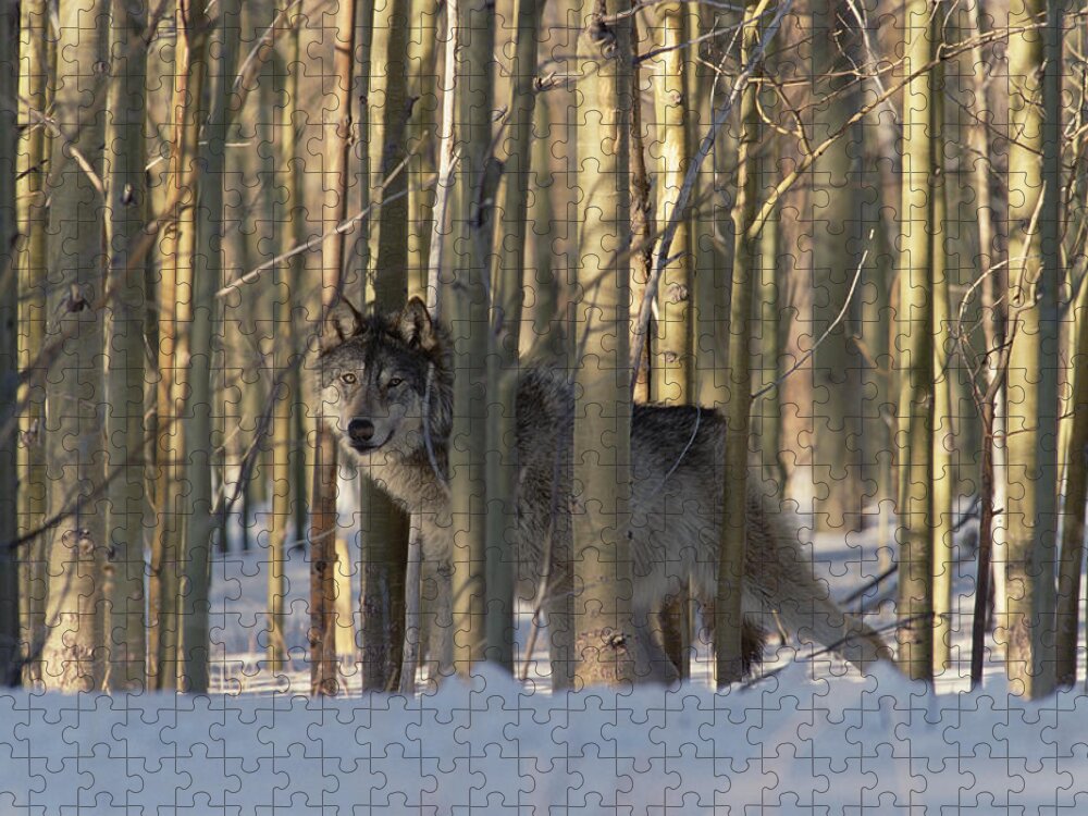 Mp Jigsaw Puzzle featuring the photograph Timber Wolf Canis Lupus Camouflaged by Konrad Wothe