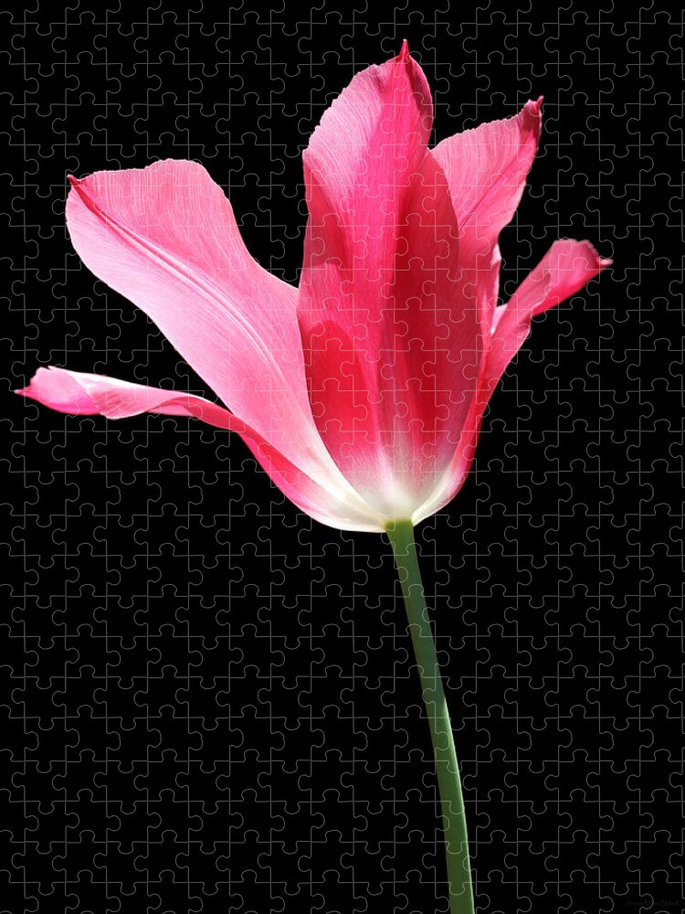Tulip Jigsaw Puzzle featuring the photograph To the Light Pink Tulip flower by Jennie Marie Schell