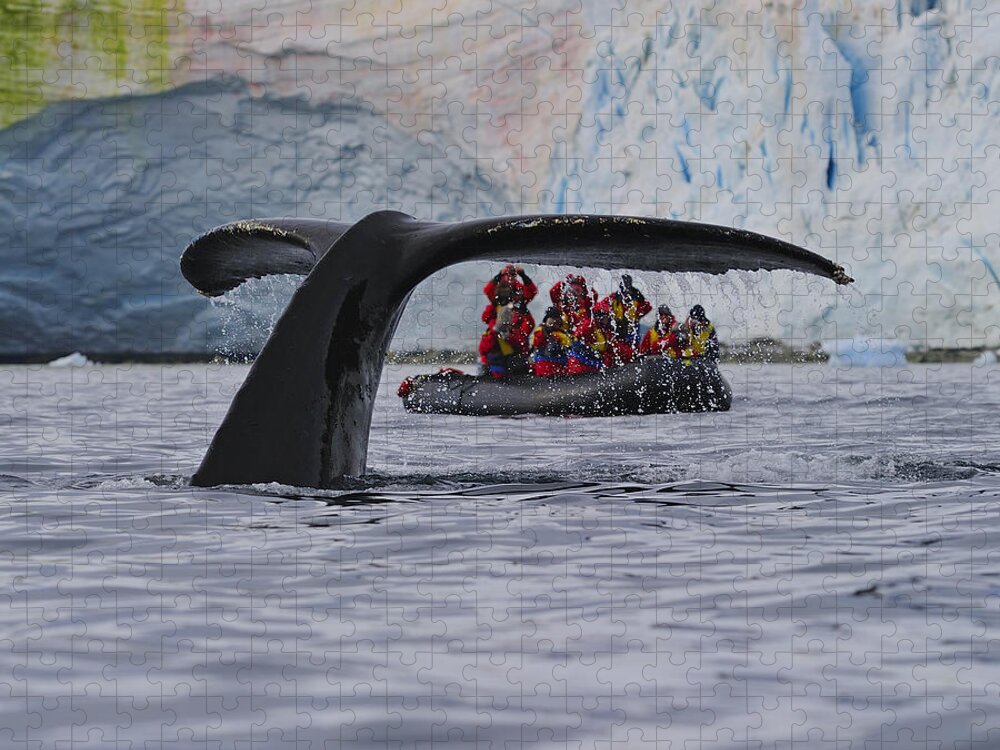 Humpback Whale (megaptera Novaeangliae) Jigsaw Puzzle featuring the photograph Total Fluke by Tony Beck