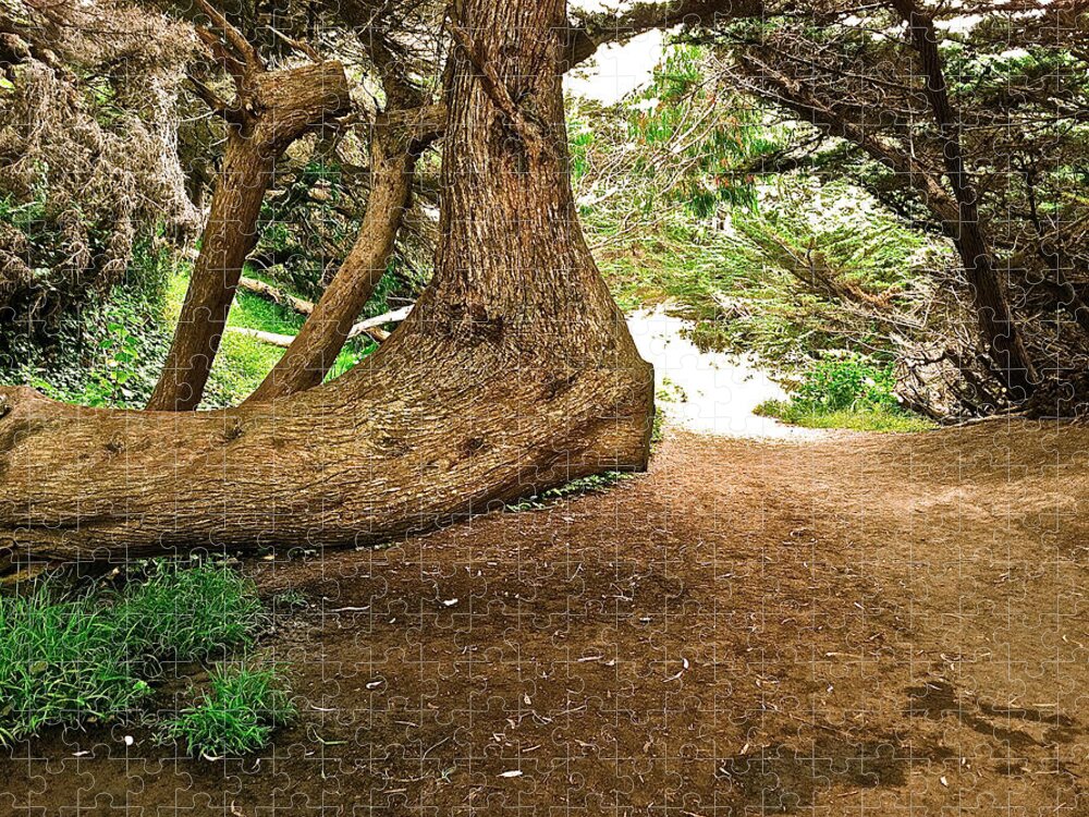 Tree Jigsaw Puzzle featuring the photograph Tree And Trail by Bill Owen