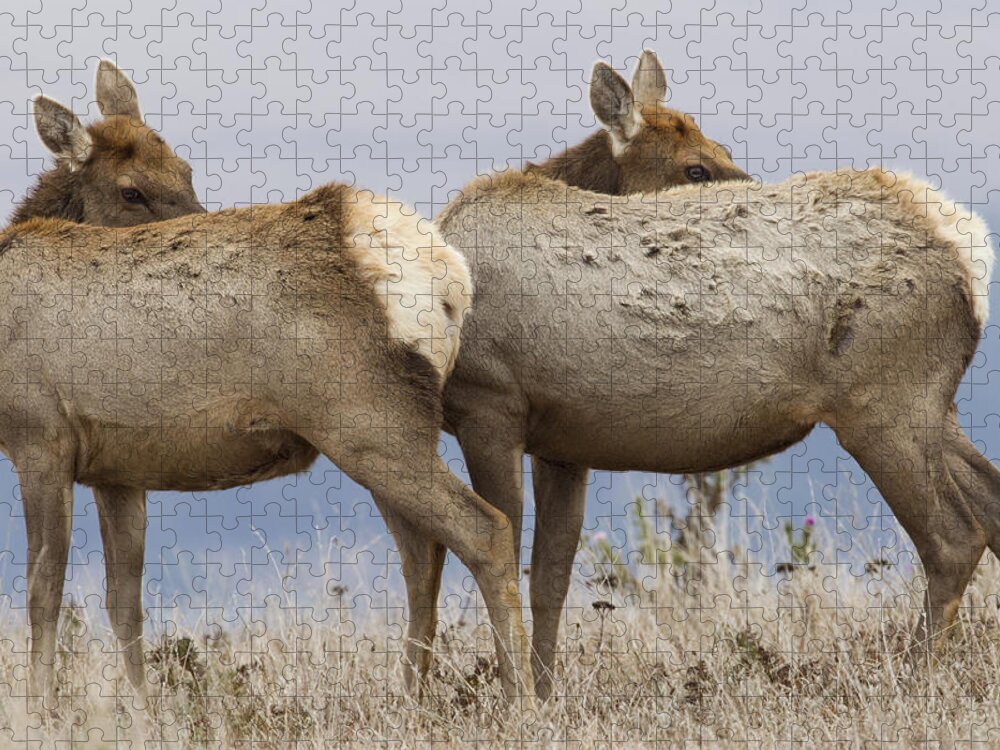 00499812 Jigsaw Puzzle featuring the photograph Tule Elk Females Grooming Point Reyes by Sebastian Kennerknecht