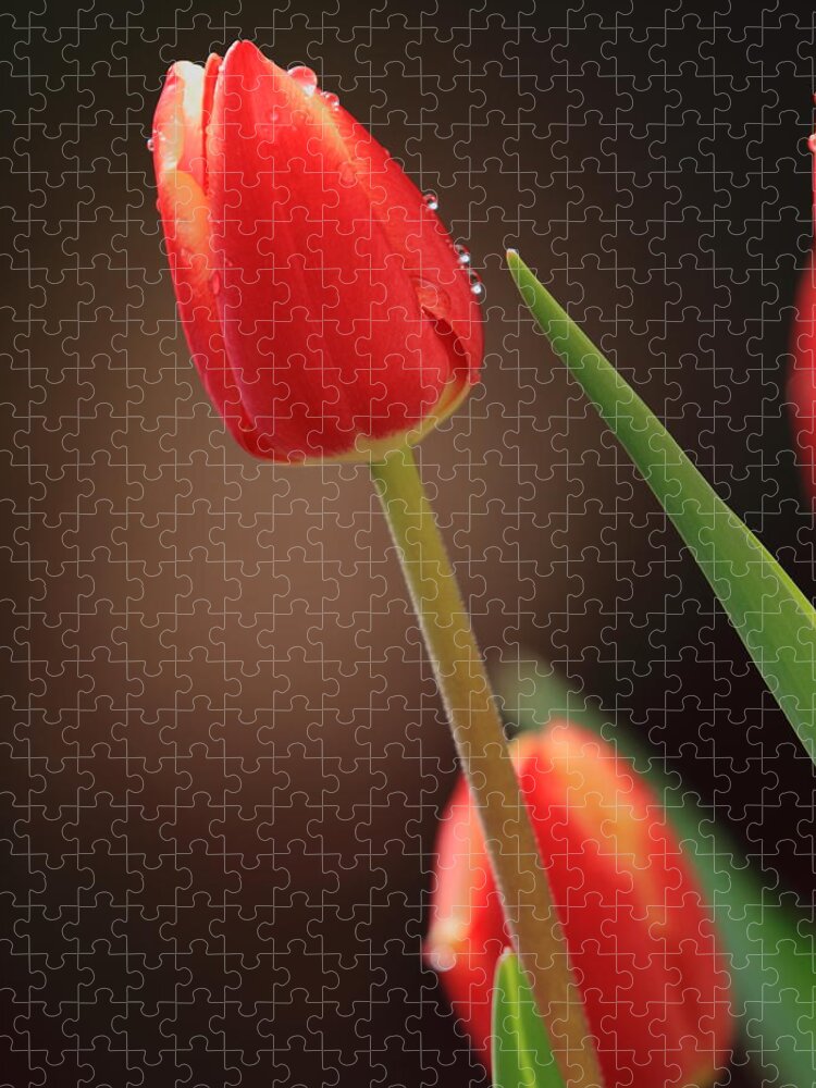 Tulip Jigsaw Puzzle featuring the photograph Tulip Dew by Coby Cooper