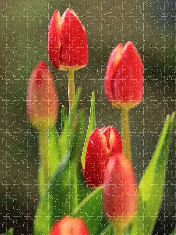 Tulip Jigsaw Puzzle featuring the photograph Tulips by Coby Cooper
