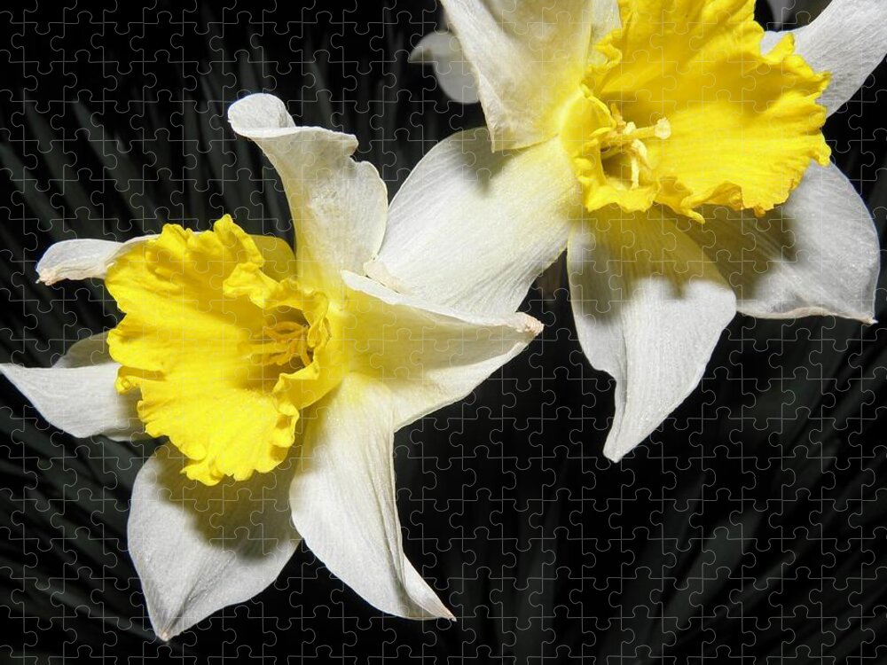 Daffodil Jigsaw Puzzle featuring the photograph Twinnies by Kim Galluzzo