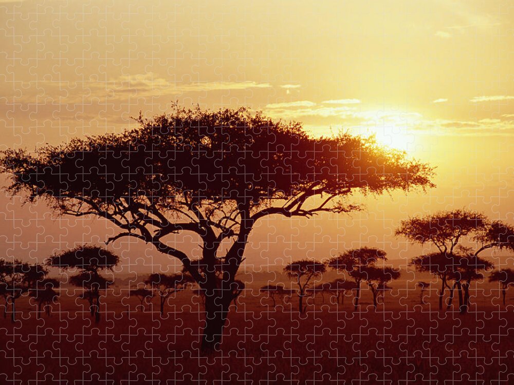 Mp Jigsaw Puzzle featuring the photograph Umbrella Thorn Acacia Tortilis Trees by Gerry Ellis