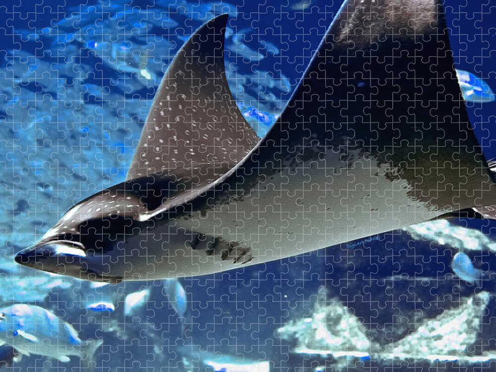Spotted Eagle Ray Jigsaw Puzzle featuring the photograph Underwater Flight by DigiArt Diaries by Vicky B Fuller