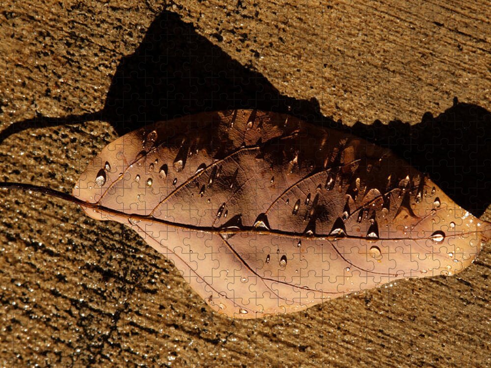 Leaves Jigsaw Puzzle featuring the photograph UpsideDown Brown by Joe Schofield