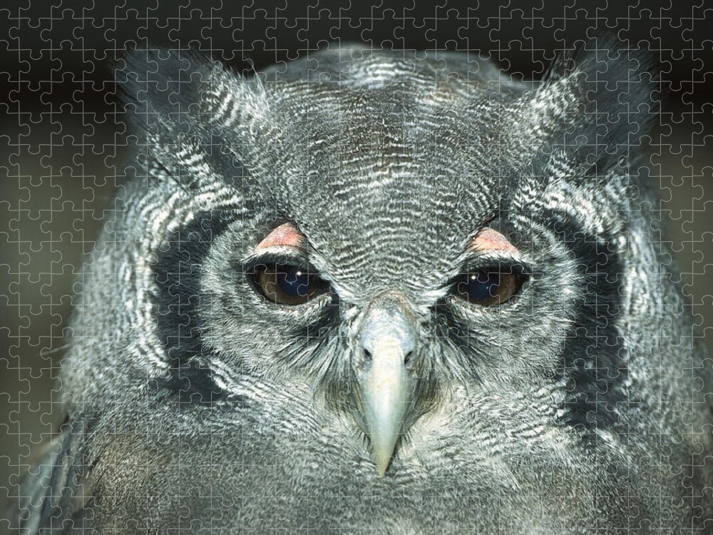 Mp Puzzle featuring the photograph Verreauxs Eagle-owl Bubo Lacteus by Konrad Wothe