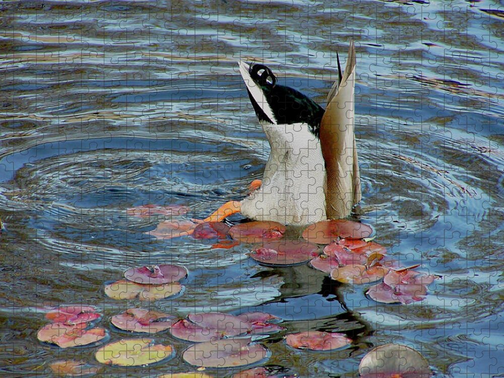 Duck Jigsaw Puzzle featuring the photograph Vulnerable Assets by S Paul Sahm
