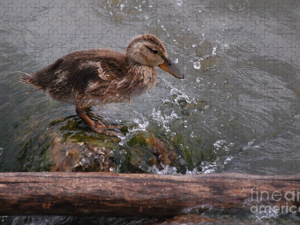 Duckling Jigsaw Puzzle featuring the photograph Wading by Grace Grogan