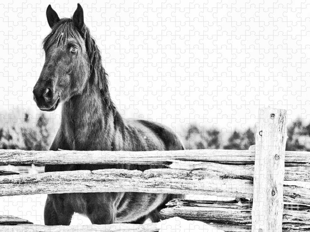 Horse Jigsaw Puzzle featuring the photograph Watching Close by Traci Cottingham