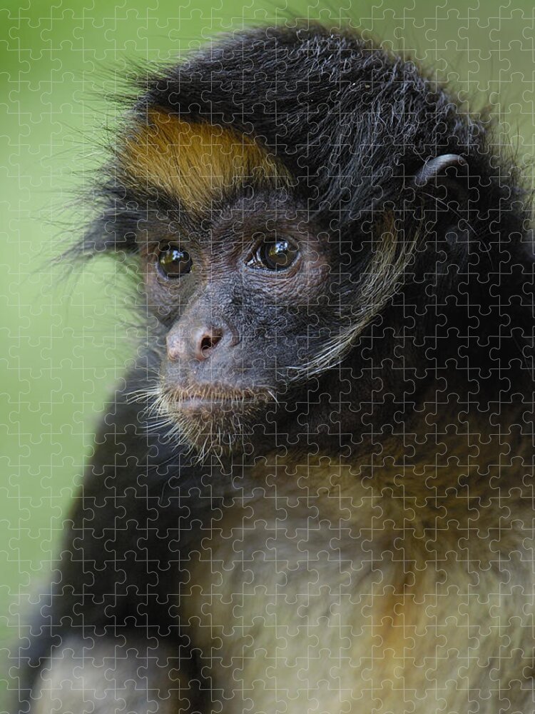 Mp Jigsaw Puzzle featuring the photograph White-bellied Spider Monkey Ateles by Pete Oxford