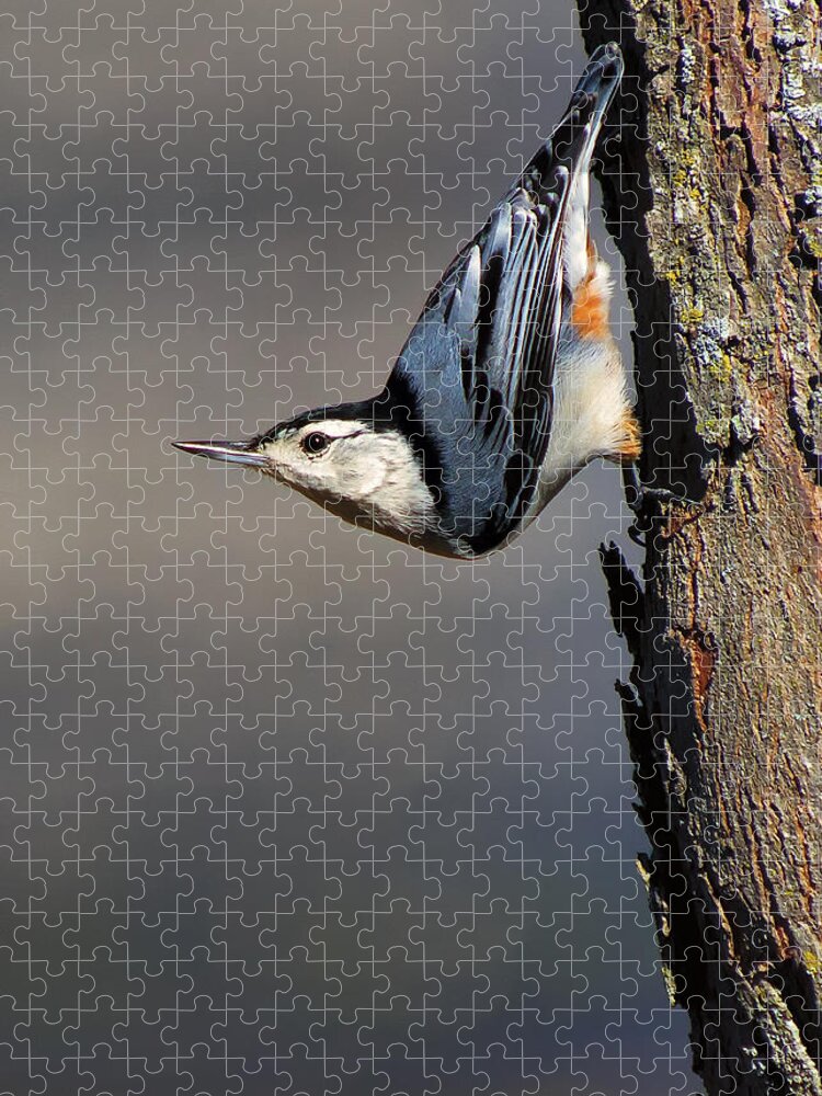 Bird Jigsaw Puzzle featuring the photograph White-Breasted Nuthatch by Bill and Linda Tiepelman