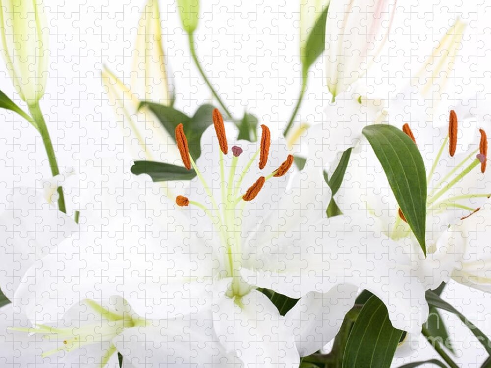 Lily Jigsaw Puzzle featuring the photograph White lilies and background by Simon Bratt