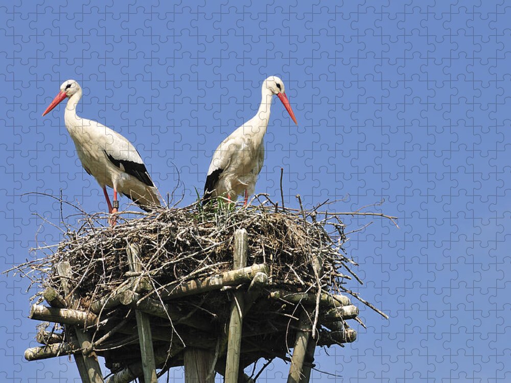 Stork Jigsaw Puzzle featuring the photograph White storks in their nest by Matthias Hauser