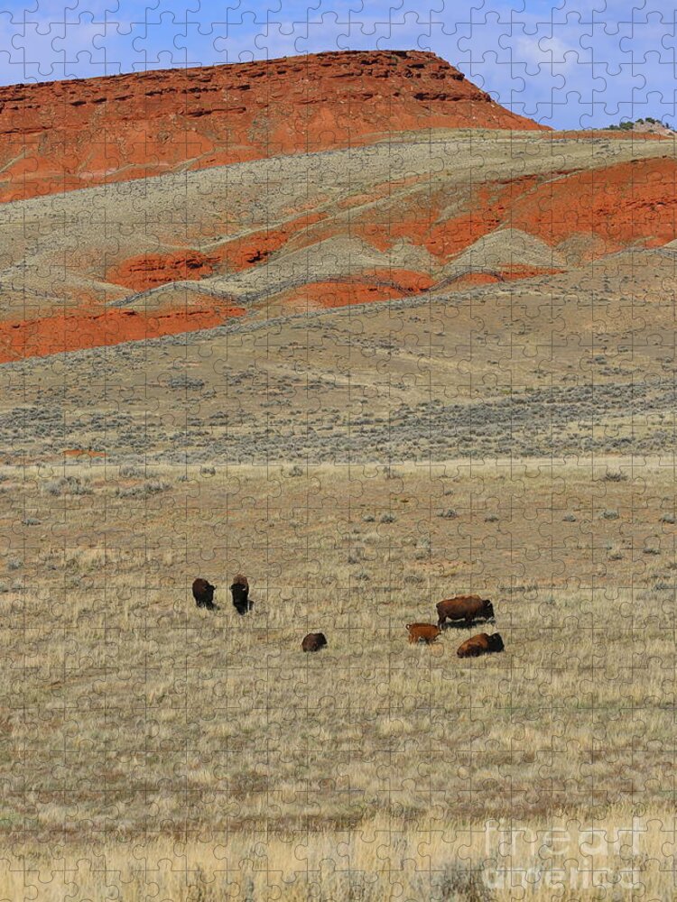 Wyoming Jigsaw Puzzle featuring the photograph Wyoming Red Cliffs and Buffalo by Carol Groenen