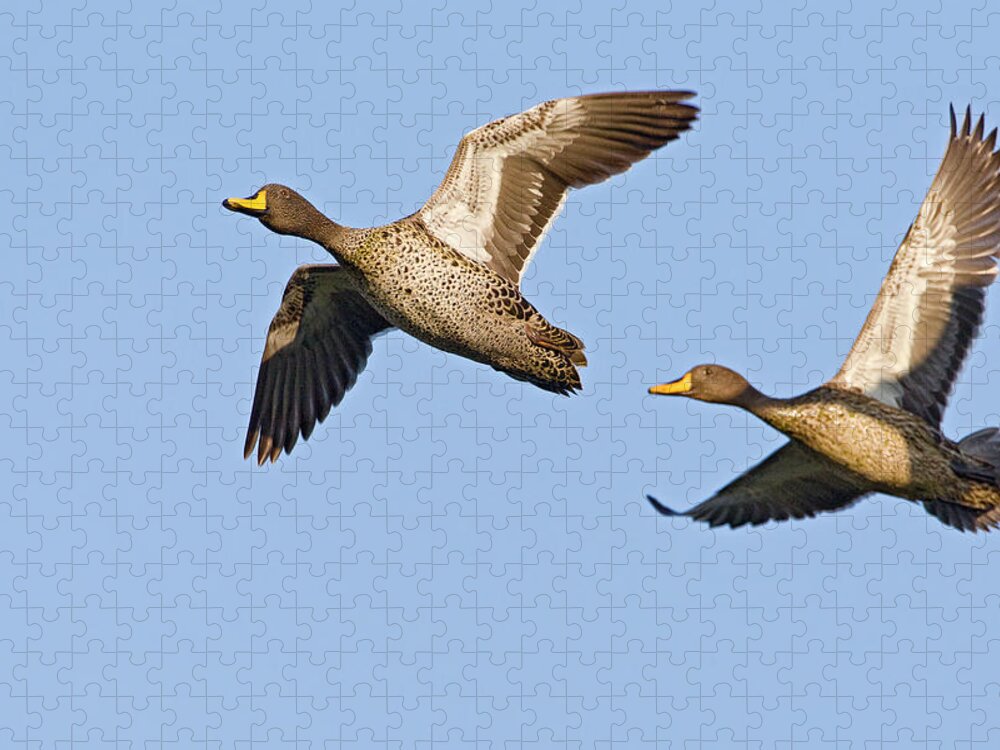 Fn Jigsaw Puzzle featuring the photograph Yellow-billed Duck Anas Undulata Pair by Vincent Grafhorst