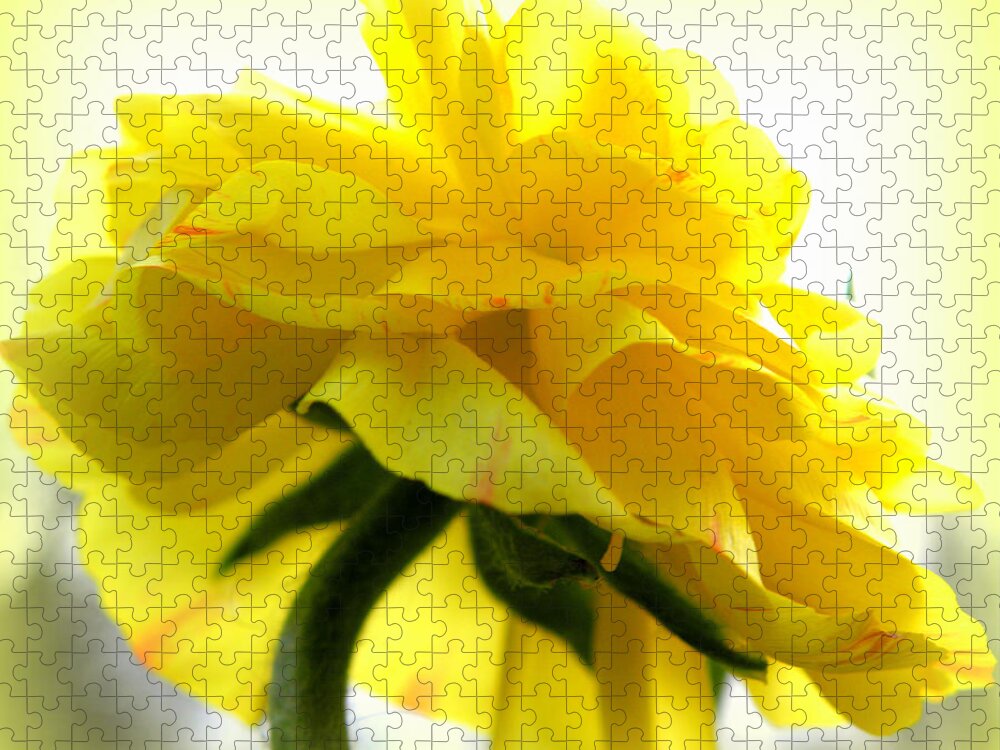 Ranunculus Jigsaw Puzzle featuring the photograph Yellow Glow In The Sun by Kim Galluzzo