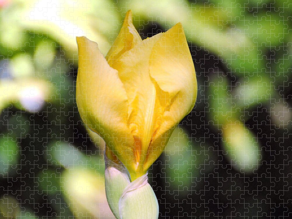Beautiful Iris Jigsaw Puzzle featuring the photograph Yellow Iris Bloom by Jai Johnson