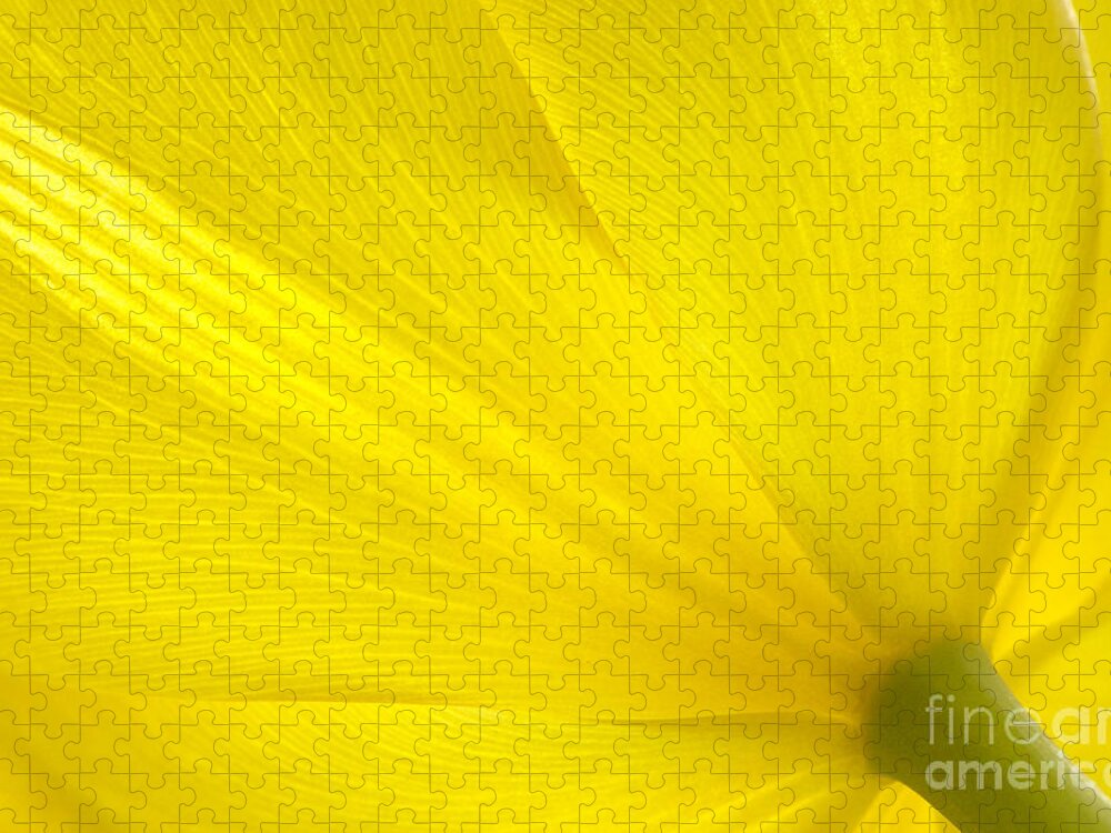 Tulip Jigsaw Puzzle featuring the photograph Yellow Tulip by Sharon Talson