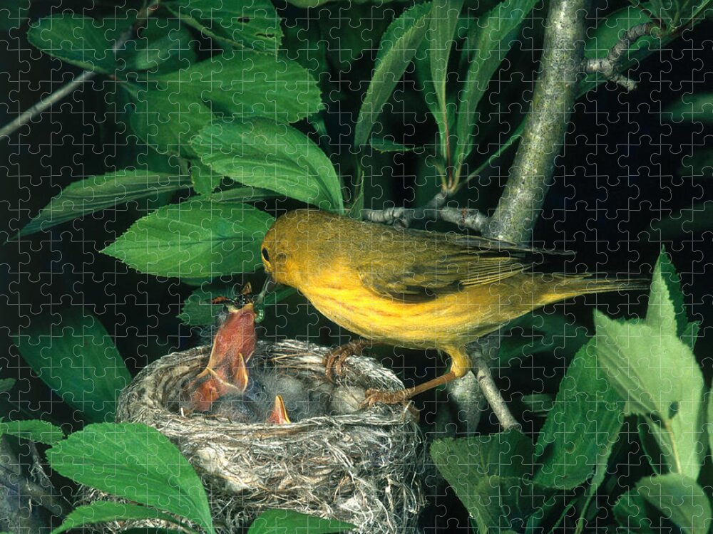 Warbler Jigsaw Puzzle featuring the photograph Yellow Warbler Feeding Nestlings by Photo Researchers