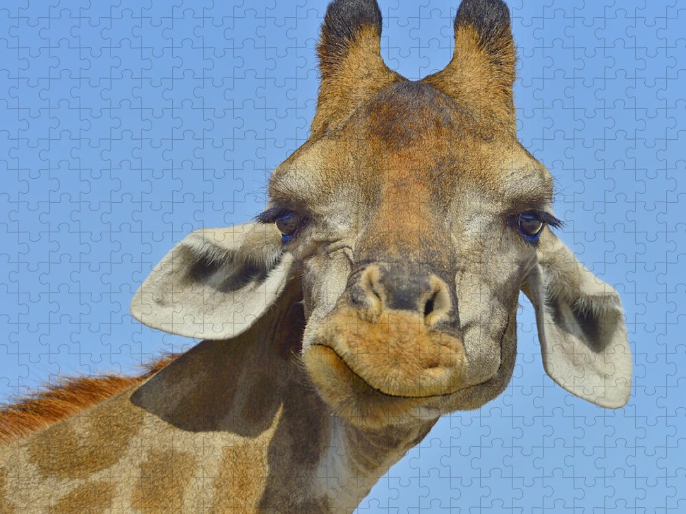 Giraffa Camelopardalis Angolensis Jigsaw Puzzle featuring the photograph Yup by Tony Beck