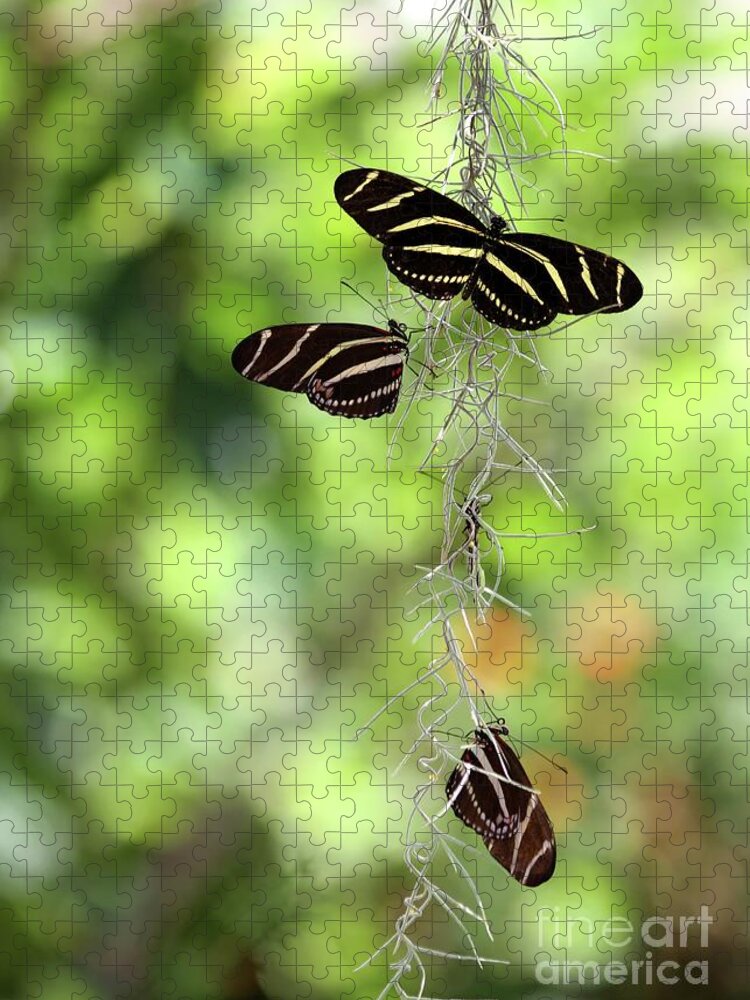Zebra Jigsaw Puzzle featuring the photograph Zebra Butterflies Hanging Out by Sabrina L Ryan