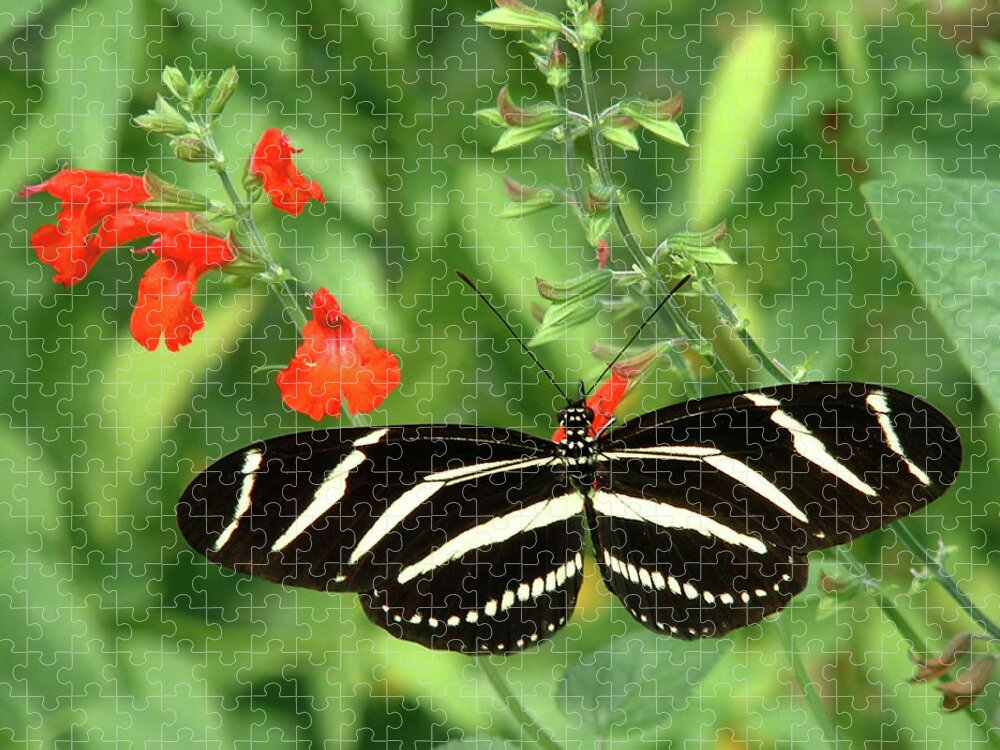 Nature Jigsaw Puzzle featuring the photograph Zebra Longwing by Peggy Urban