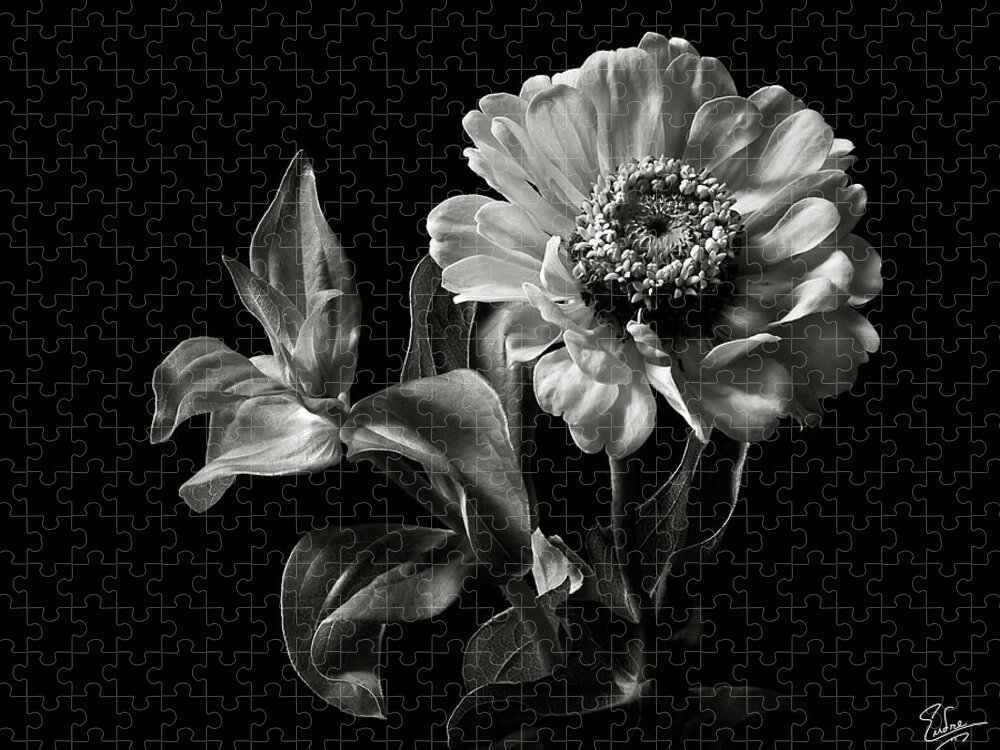 Flower Jigsaw Puzzle featuring the photograph Zinnia in Black and White by Endre Balogh