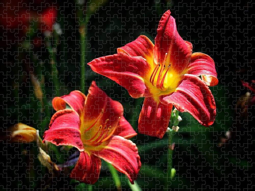 Flowers Jigsaw Puzzle featuring the photograph Flowers Like Fire by Buck Buchanan