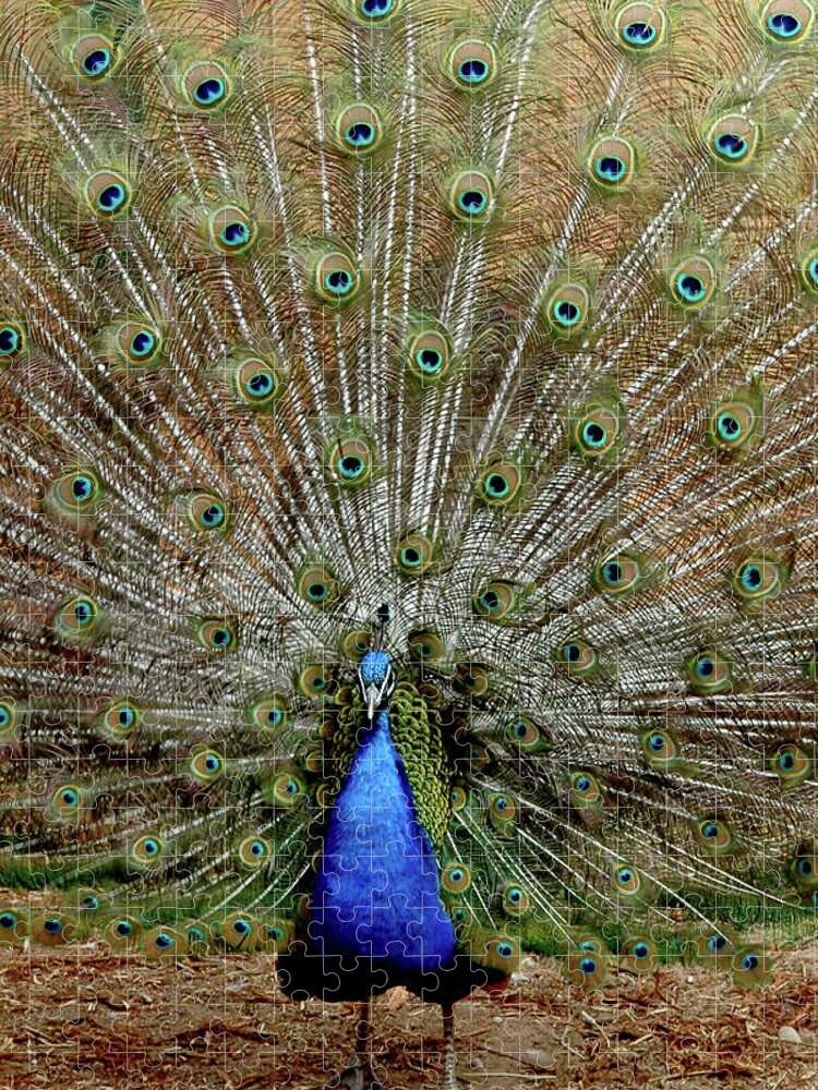 Usa Jigsaw Puzzle featuring the photograph Iridescent blue-green plumage by LeeAnn McLaneGoetz McLaneGoetzStudioLLCcom