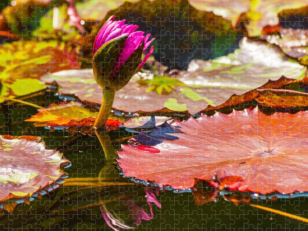 Water Lilly Jigsaw Puzzle featuring the photograph The Lilly of the Pad by Charles McCleanon