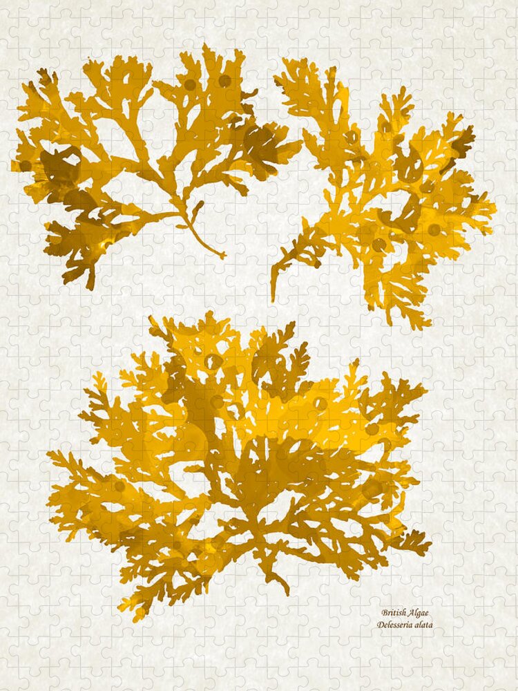 Seaweed Jigsaw Puzzle featuring the mixed media Gold Seaweed Art Delesseria Alata by Christina Rollo