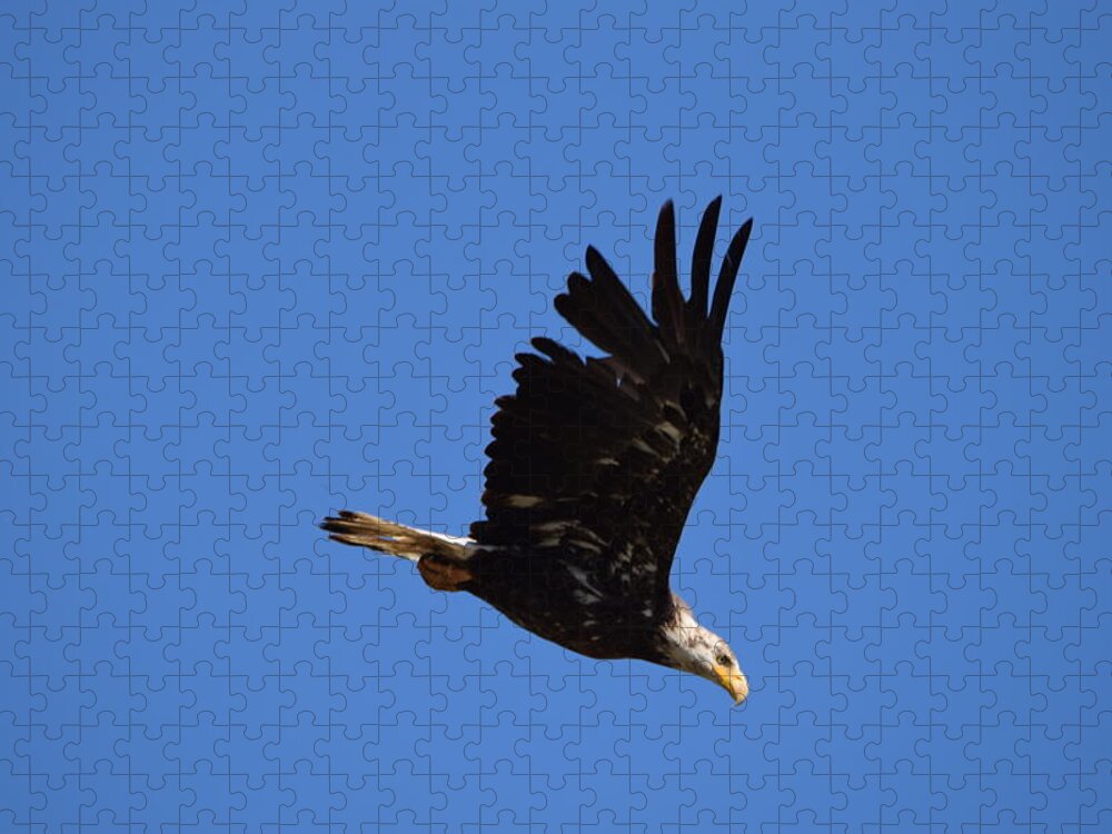 Bald Eagle Juvenile Jigsaw Puzzle featuring the photograph Bald Eagle Juvenile Burgess Res CO by Margarethe Binkley