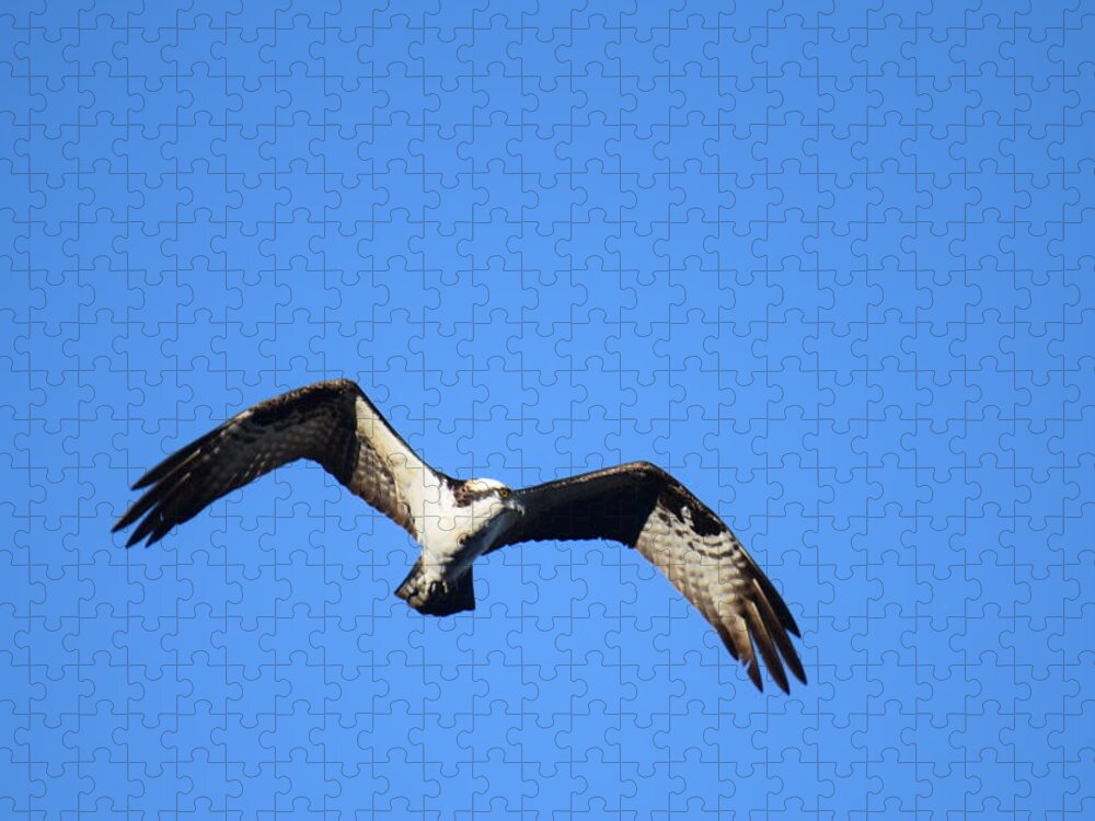 Osprey Jigsaw Puzzle featuring the photograph Osprey Burgess Res Divide CO by Margarethe Binkley