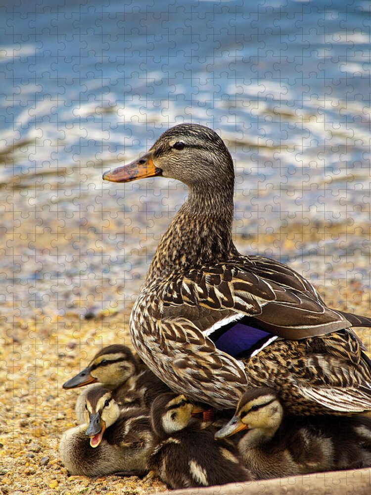 Mallard Jigsaw Puzzle featuring the photograph A Family Affair #2 by Karol Livote