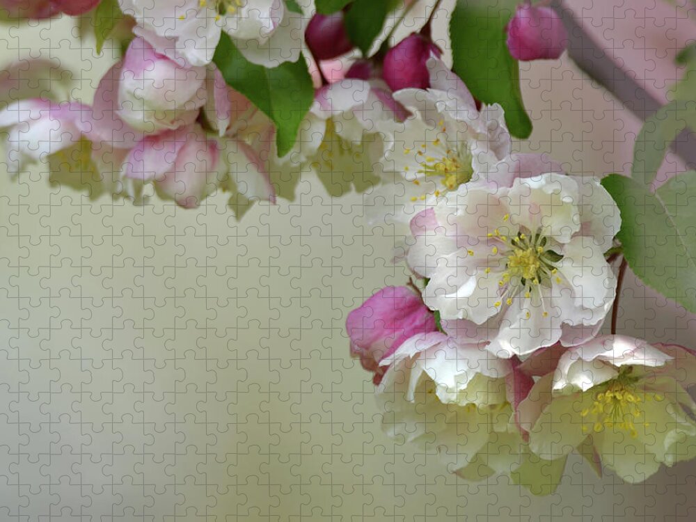 Flower Jigsaw Puzzle featuring the photograph Apple Blossoms #1 by Ann Bridges