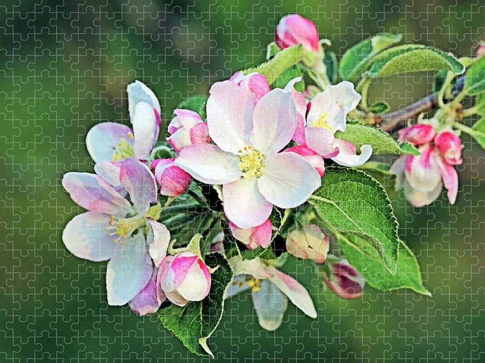 Apple Blossoms Jigsaw Puzzle featuring the photograph Apple Blossoms #1 by Kristin Elmquist