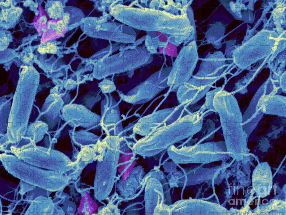 Bacillus Thuringiensis Jigsaw Puzzle featuring the photograph Bacillus Thuringiensis Bacteria #1 by Scimat