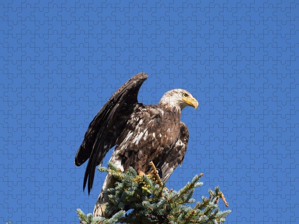 Bald Eagle Jigsaw Puzzle featuring the photograph Bald Eagle Juvenile Ready To Fly by Margarethe Binkley