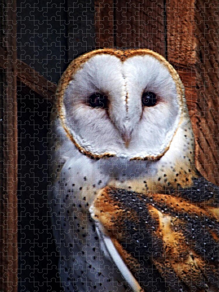 Digital Painting Jigsaw Puzzle featuring the photograph Barn Owl by Anthony Jones